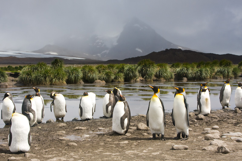 King Penguins On The Salisbury Plain